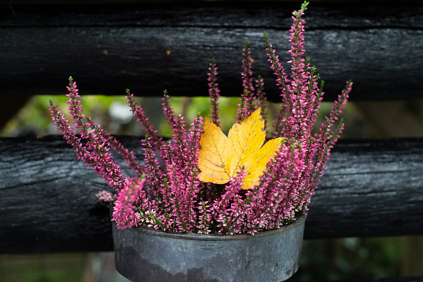 Pink heather flowers with yellow autumn leaf in metal pot