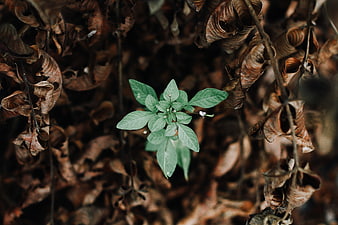 Small green plant sprouting among dry brown leaves