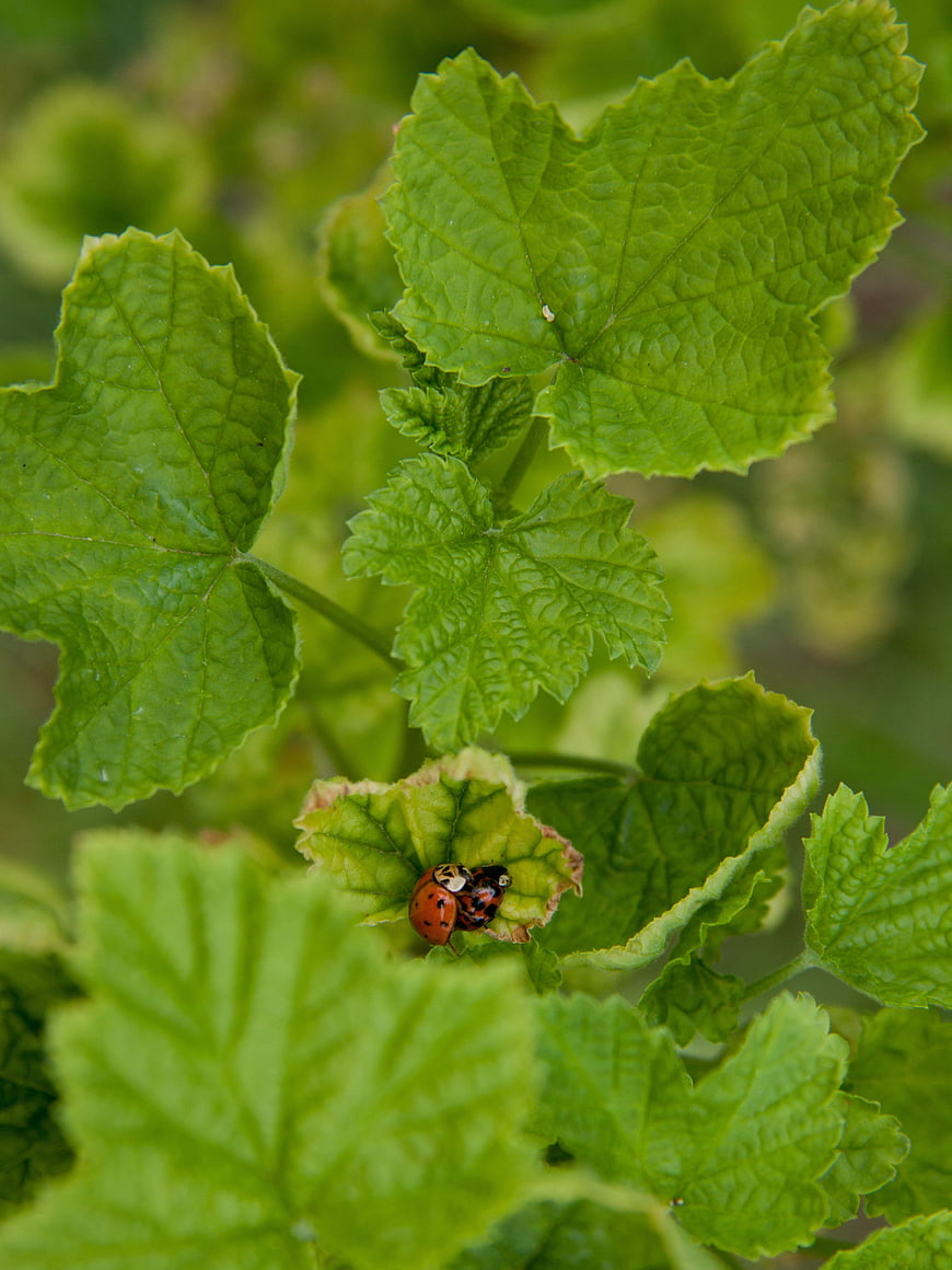 Two Ladybugs Mating on Green Currant Leaf