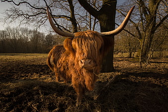 Majestic Highland Cow with Large Horns in Forest