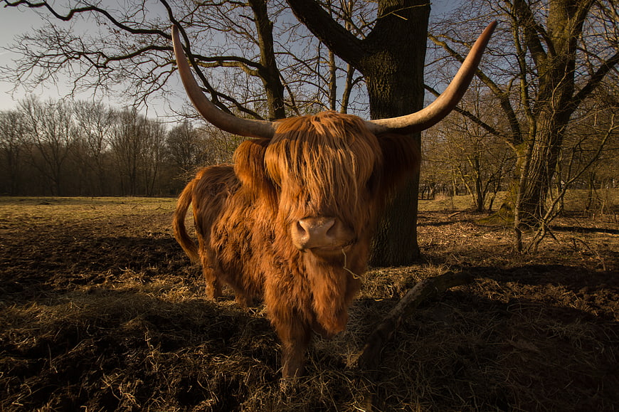Majestic Highland Cow with Large Horns in Forest