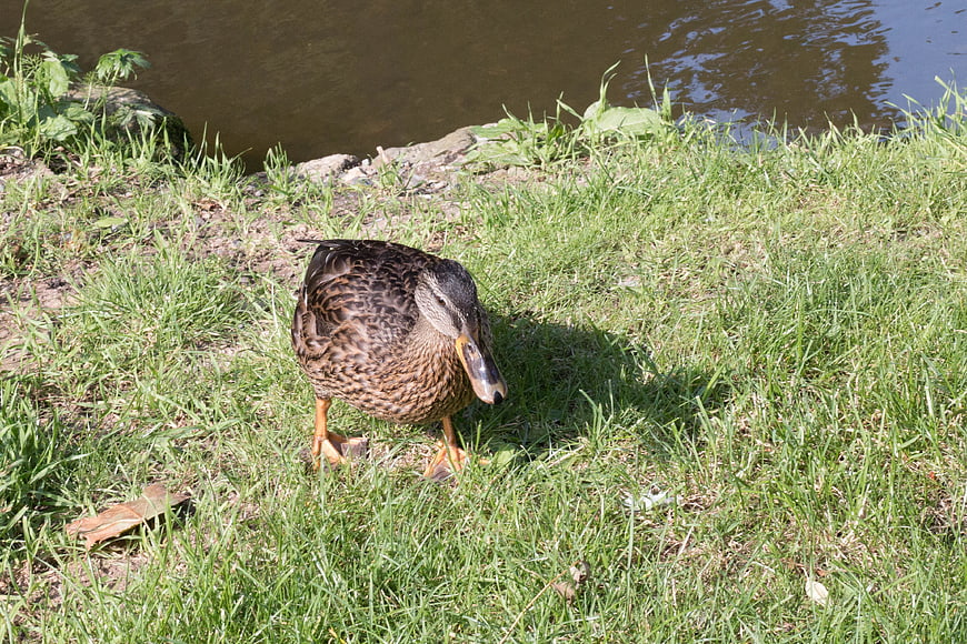 Female Mallard Duck Foraging on Grassy Bank