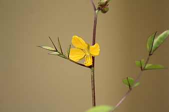 Close-up of a delicate yellow wildflower on a blurred background