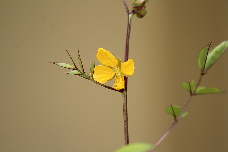 Close-up of a delicate yellow wildflower on a blurred background