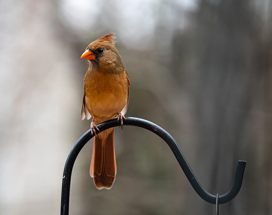 Female Northern Cardinal Perched on Bird Feeder Hook