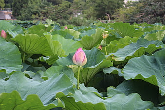 Pink lotus bud blooming among large green leaves