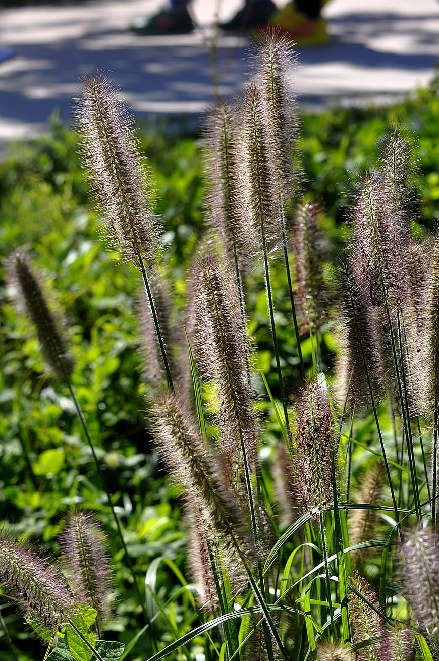 Close-up of purple fountain grass in sunlight