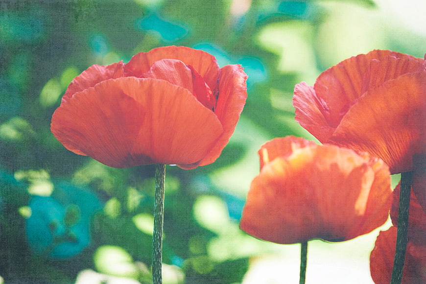 Red Poppies in Garden with Vintage Film Grain Texture
