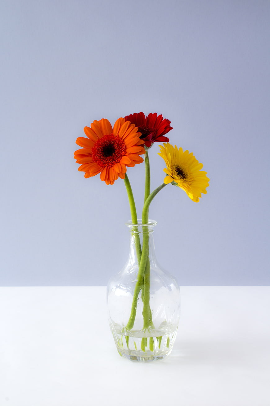 Colorful Gerbera Daisies in Clear Glass Vase on White Background