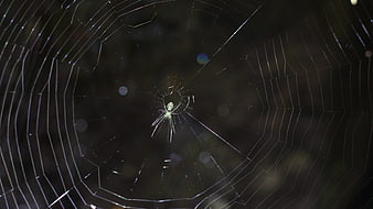 Spider in Web with Dew Drops Macro Nature Photography
