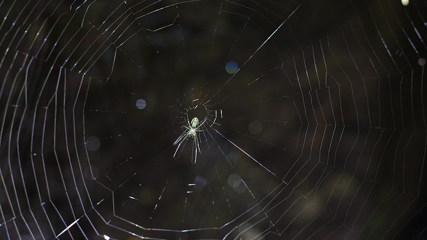 Spider in Web with Dew Drops Macro Nature Photography