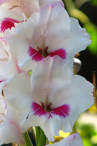 Close-up of white and pink gladiola flowers in sunlight