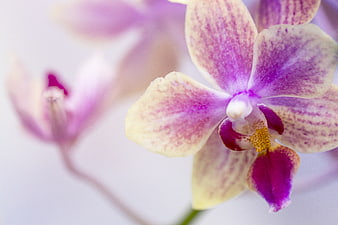 Close-up of a pink and white speckled orchid flower