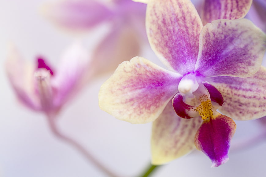 Close-up of a pink and white speckled orchid flower