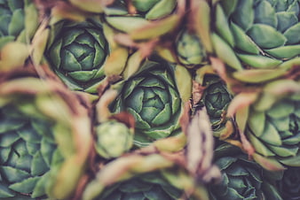 Close-up of green succulent rosettes with shallow depth of field