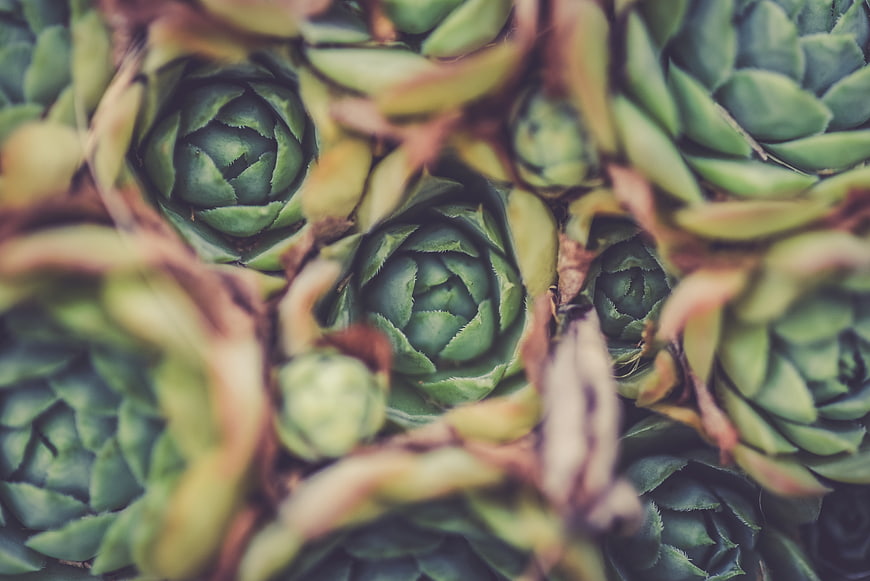 Close-up of green succulent rosettes with shallow depth of field
