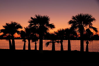 Silhouette of Palm Trees Against Orange Sunset Sky