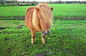 Cute Shetland Pony with Long Mane in Green Pasture