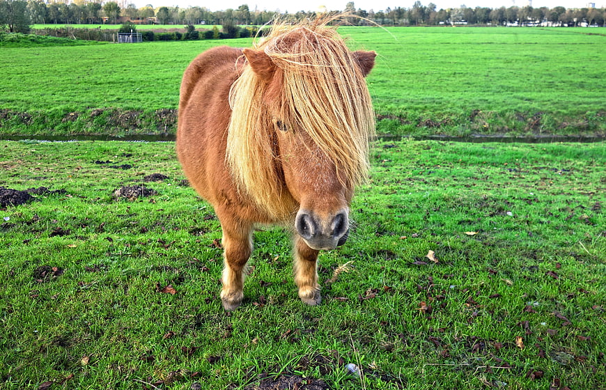Cute Shetland Pony with Long Mane in Green Pasture