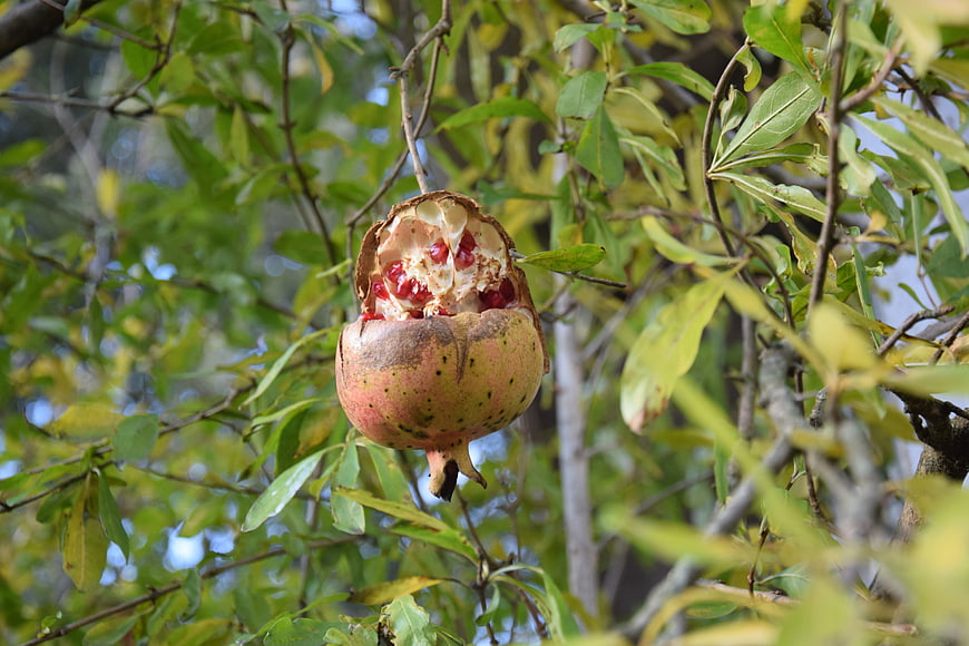 Ripe Split Pomegranate Hanging on Tree Branch