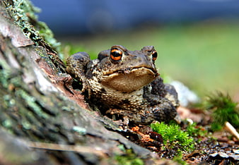 Close-up of a Common Toad on Mossy Log