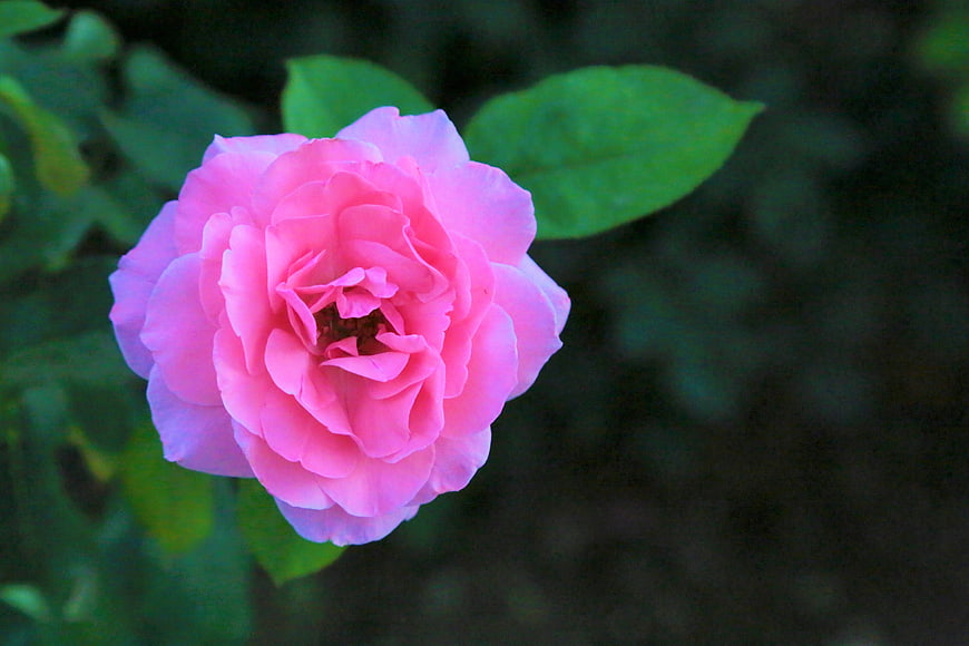 Pink Rose Close-Up with Green Leaves