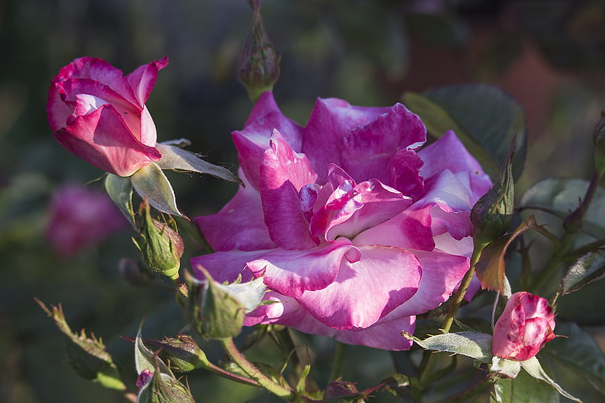 Close-up of vibrant pink and white rose blooms in garden