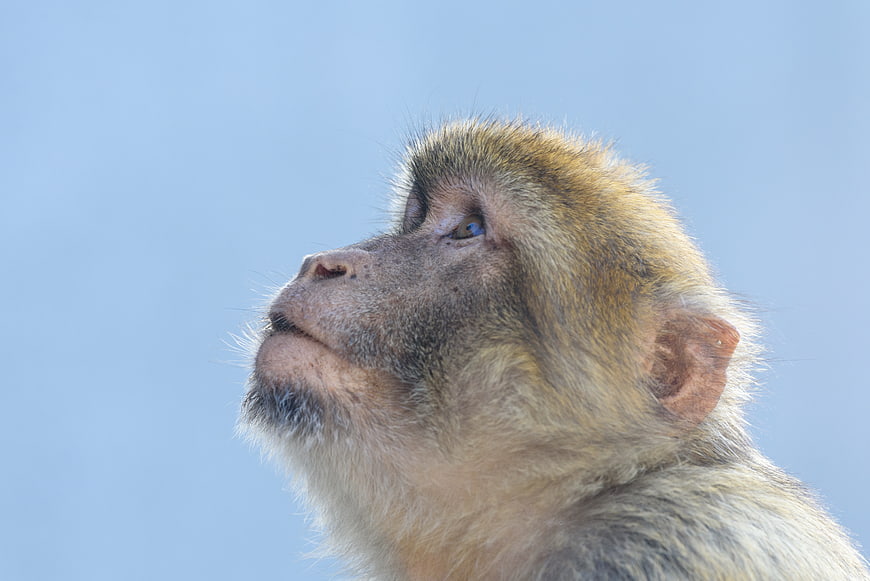 Close-up Profile Portrait of a Barbary Macaque Monkey