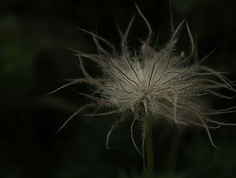 Dark moody close-up of a dried seed head with fine feathery filaments