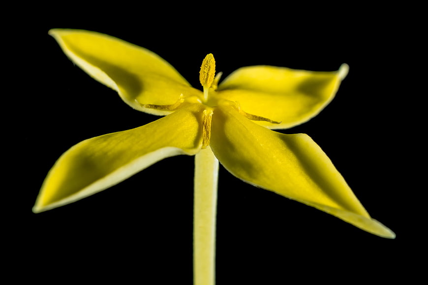 Yellow Four-Petaled Flower on Black Background