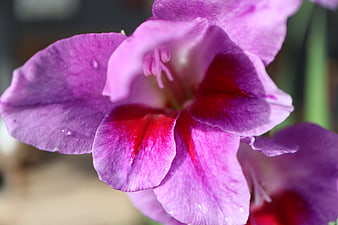 Close-up of vibrant purple gladiola flower with water droplets