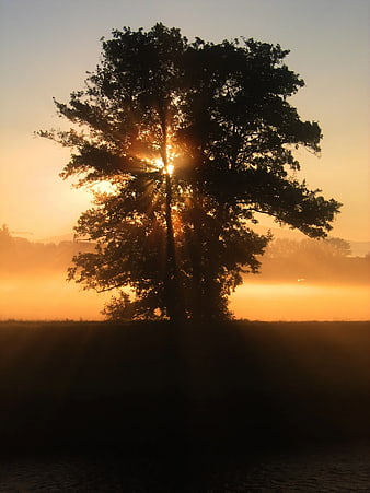 Silhouette of Large Tree with Sunburst Through Branches at Sunset