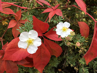 White flowers blooming against vibrant red autumn leaves