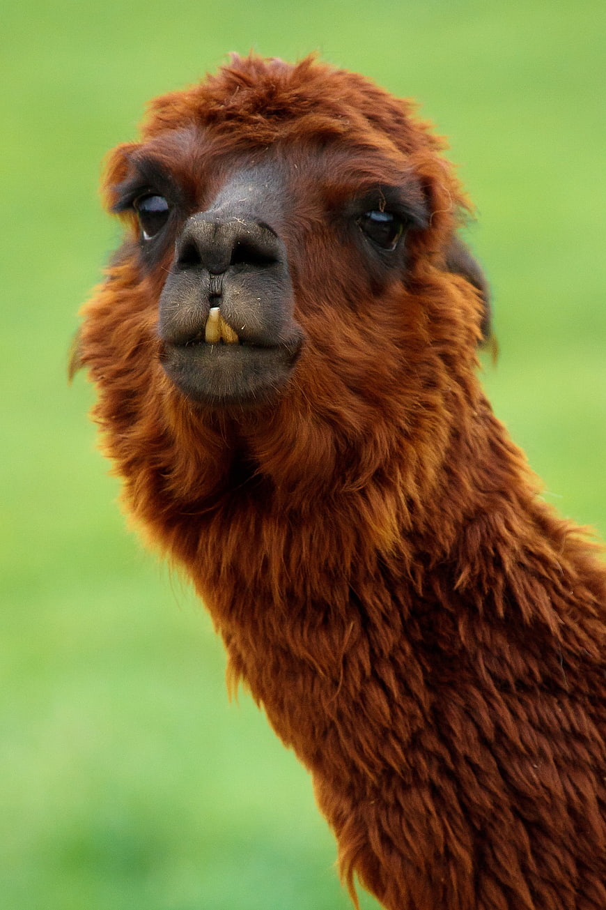 Close-up portrait of a brown alpaca with green background