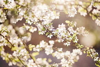 Sunlit White Blossoms on Branches in Spring