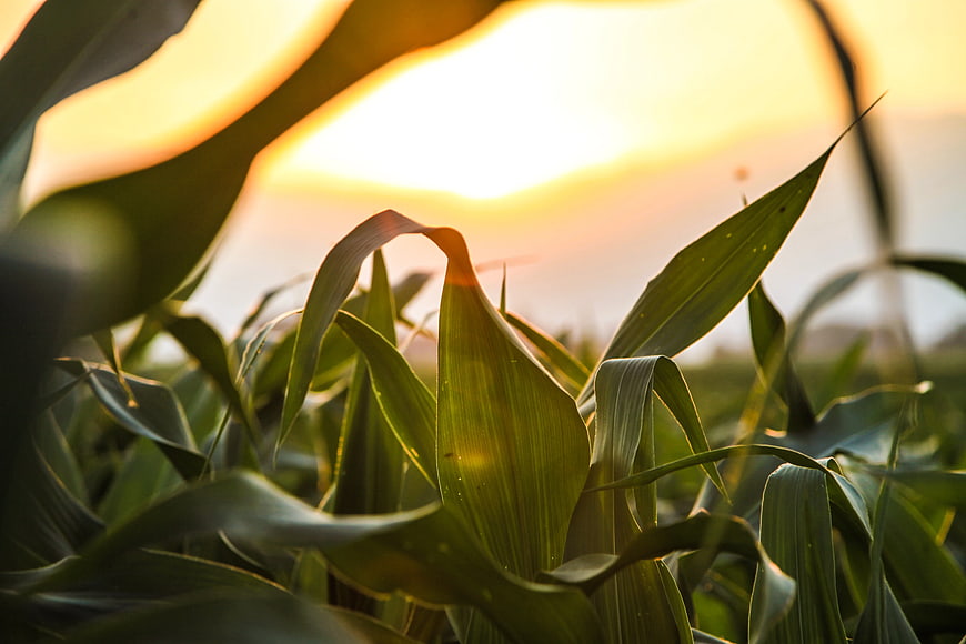 Golden Hour Backlit Corn Leaves in Field