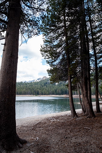 Serene Lake View Through Pine Trees with Mountain Background