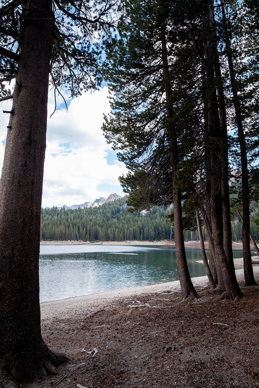 Serene Lake View Through Pine Trees with Mountain Background