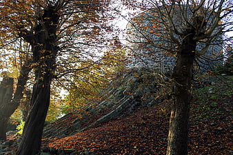 Autumn trees framing ancient basalt castle ruins in Westerwald