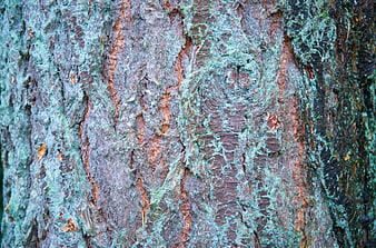 Close-up of textured tree bark with green lichen