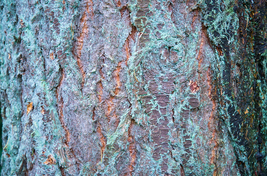 Close-up of textured tree bark with green lichen