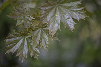 Ladybug on Green Maple Leaves with Blurred Background