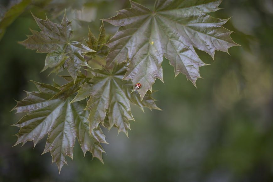 Ladybug on Green Maple Leaves with Blurred Background