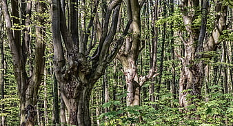 Dense Beech Forest with Ancient Trees and Green Foliage