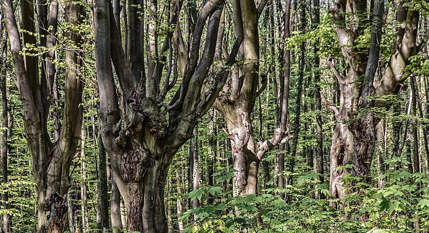 Dense Beech Forest with Ancient Trees and Green Foliage
