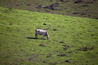 White Cow Grazing on Green Hillside Meadow