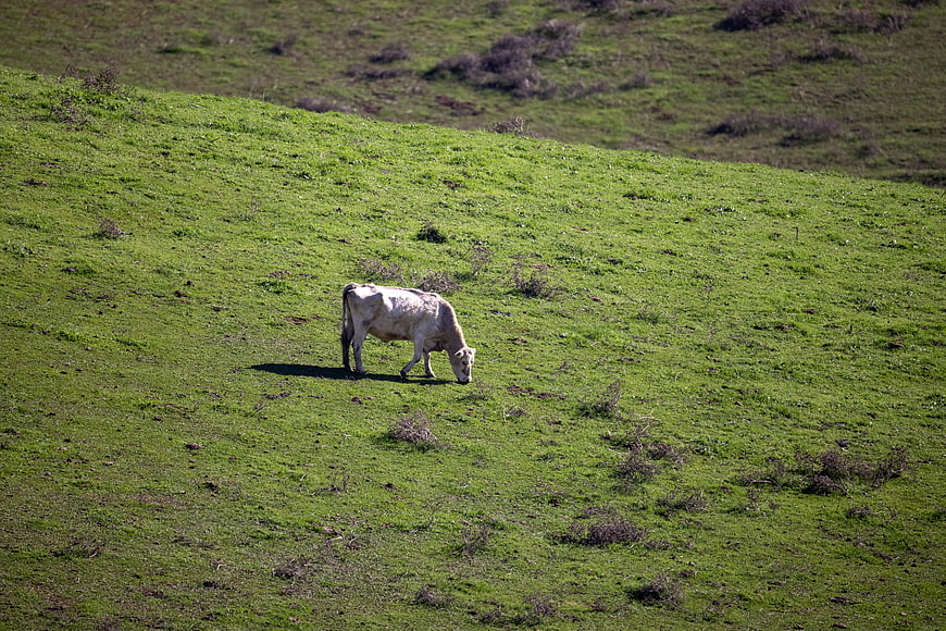 White Cow Grazing on Green Hillside Meadow