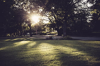 Sunlight streaming through trees onto a suburban lawn