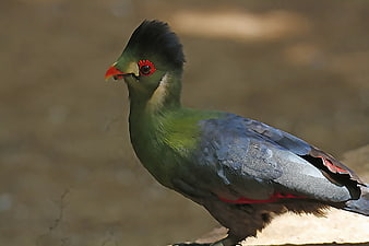 White-cheeked Turaco Bird Portrait with Green and Blue Feathers