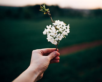 Hand holding white spring blossoms against blurred green field